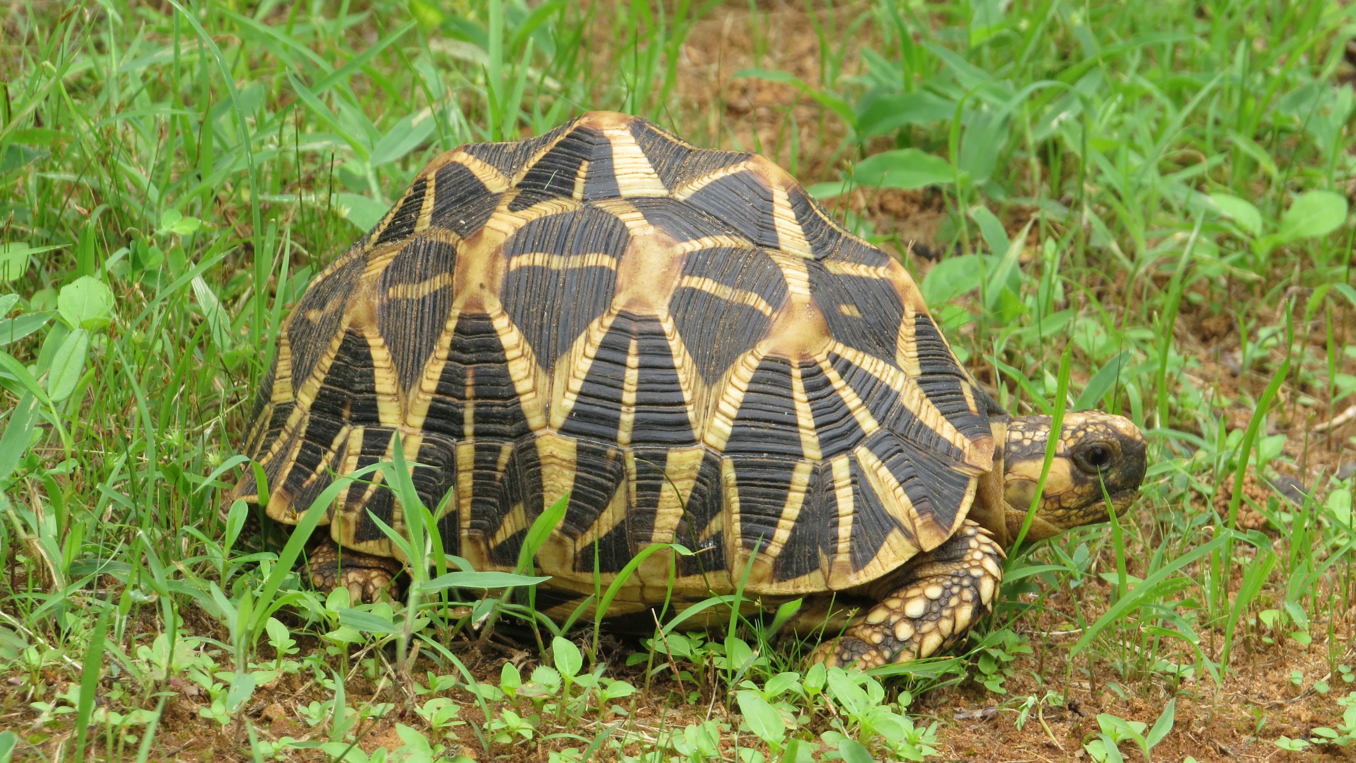 Sternschildkröte